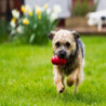 Kong Classic. Juguetes para perros al mejor precio