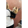 SportCan Maleta para Mascotas
