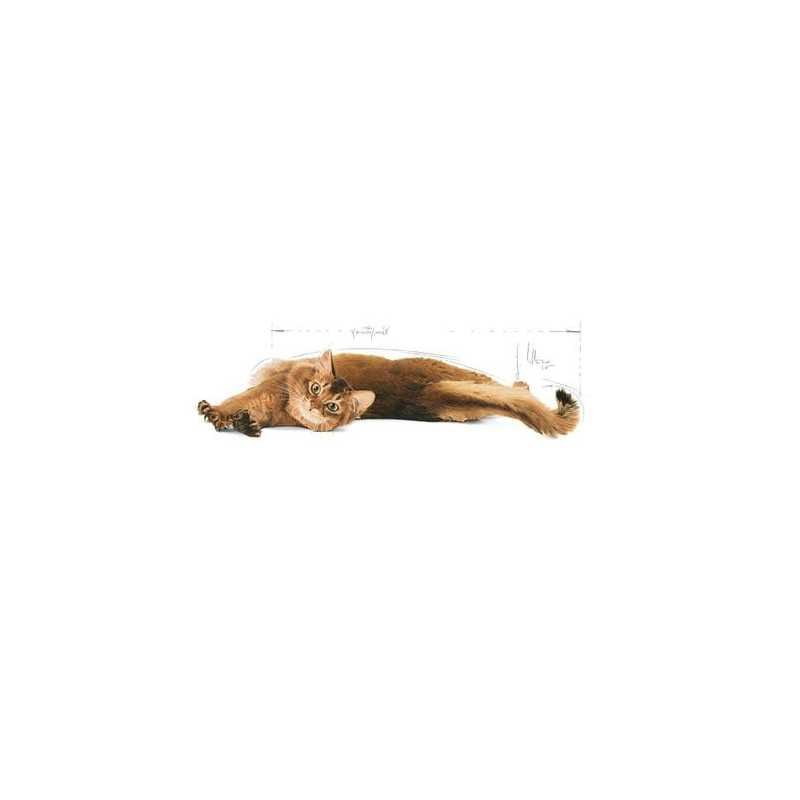 Royal Canin Gato Light Weight Care (Control de Peso), 1,5 kg