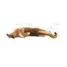 Royal Canin Gato Light Weight Care (Control de Peso), 1,5 kg