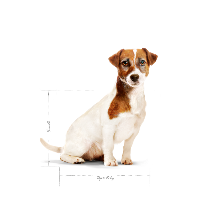 Royal Canin Mini Adulto 8+, 2 kg. Comida para perros al mejor precio