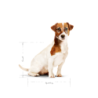 Royal Canin Mini Adulto 8+, 2 kg. Comida para perros al mejor precio
