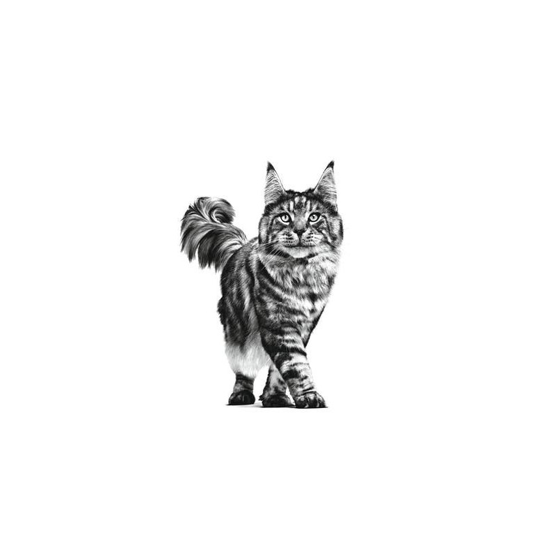 Royal Canin Hepatic Gato, 2 kg