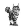 Royal Canin Hepatic Gato, 2 kg
