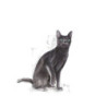 Royal Canin Sterilised (Esterilizado) Gato Adulto