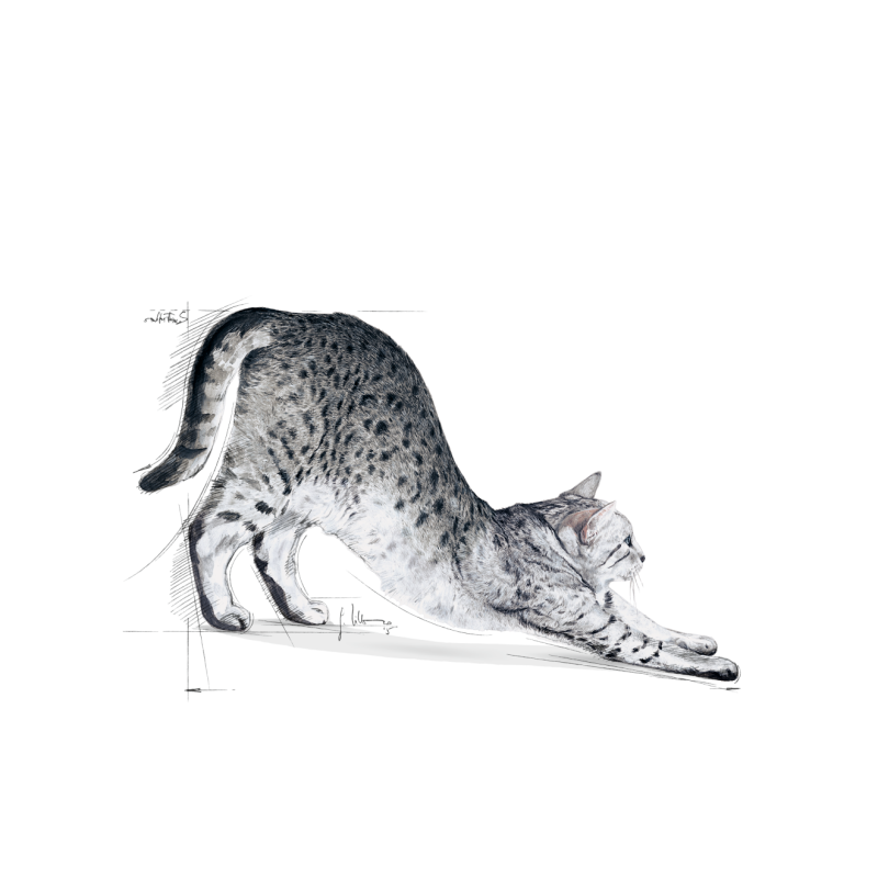 Royal Canin gatos Indoor (maduros +7 años), 1,5 kg. Alimento para gatos al mejor precio