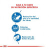 Royal Canin gatos Indoor (maduros +7 años), 1,5 kg. Alimento para gatos al mejor precio