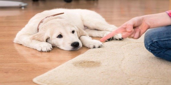 Volumen Normal de orina de tu perro