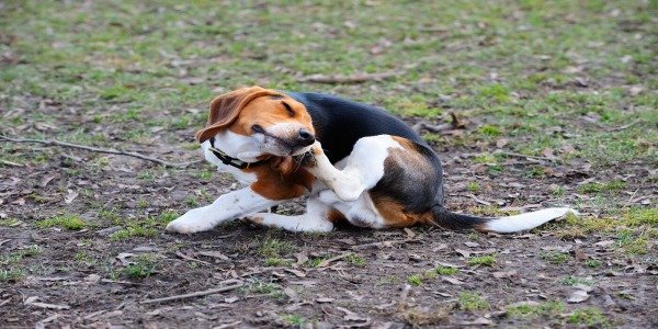 Elimina pulgas y garrapatas en tu amigo peludo 