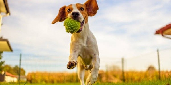 Como Enseñar a tu Mascota a Buscar