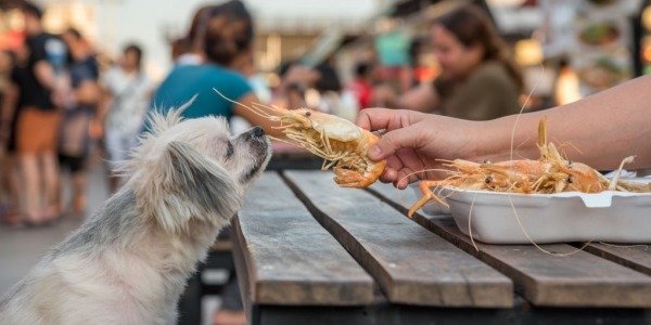 ¿Pueden los perros comer mariscos?