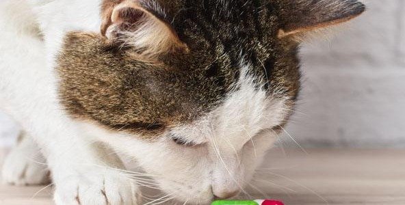 ¿Qué son los probióticos para gatos? ¿Y pueden mejorar la salud intestinal de mi gatito?