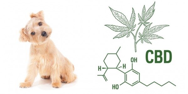 CBD para Mascotas