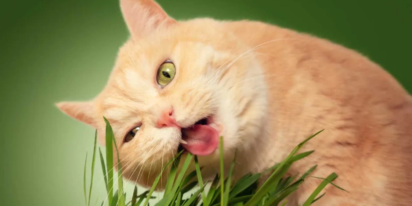 ¿Por qué los gatos comen hierba? ¿Esto es normal?