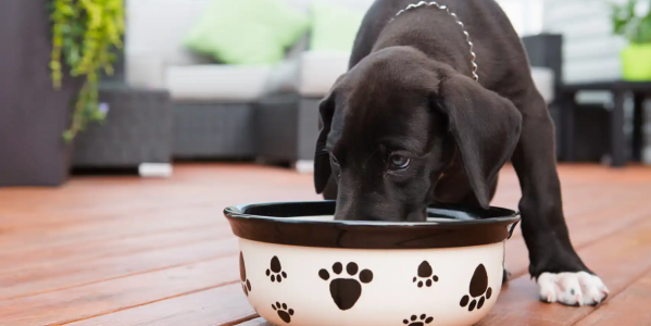 ¿Pueden los perros comer comida para gatos? 6 formas de mantener a tu cachorro fuera del plato de tu gato