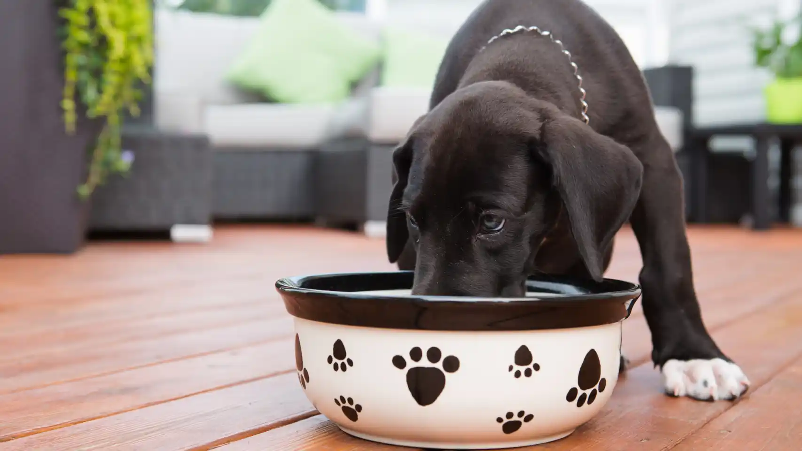 los gatos pueden comer comida para perros en caso de emergencia 90 2