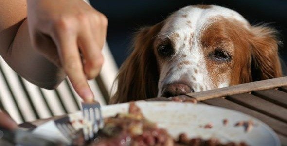 ¿Cómo puedo evitar que otros le den comida humana a mi perro?