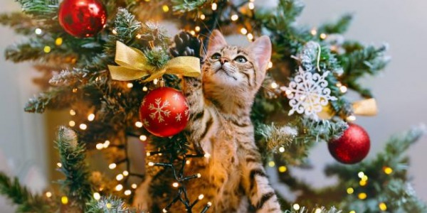 ¿Cómo hacer que tu árbol de Navidad sea a prueba de gatos?