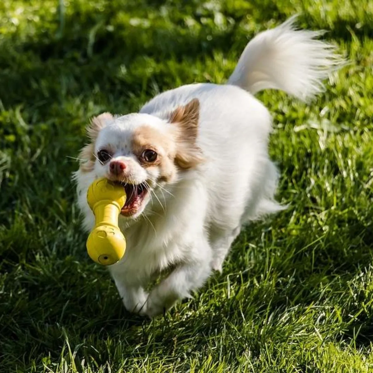 a que edad los perros empiezan a perder dientes